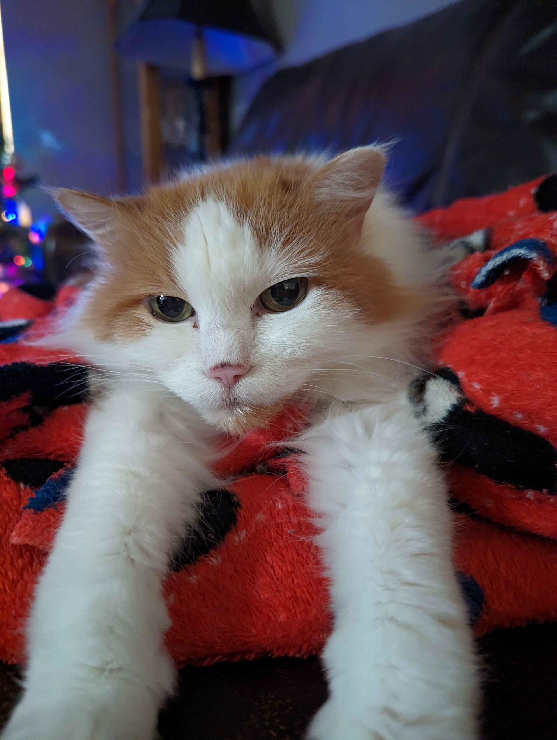 A picture of a white cat with green eyes and orange patterns on its head. It is laying down with its arms outstretched to the camera.