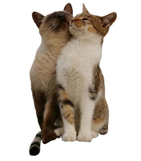 Three goldfish in a triangle