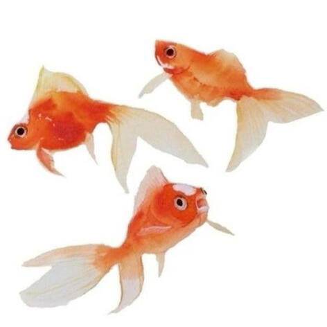 Three goldfish in a triangle