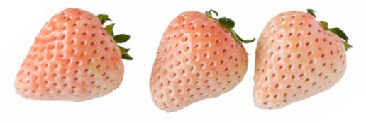 Three pink strawberries in a line